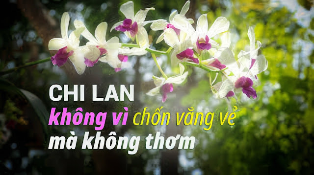 CHI LAN Ở DƯỚI NÚI SÂU, KHÔNG VÌ CHỐN VẮNG VẺ MÀ KHÔNG THƠM