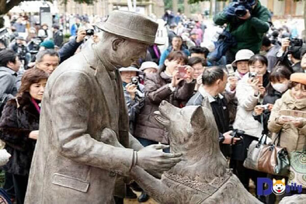 Câu Truyện về chú chó trung thành Hachiko