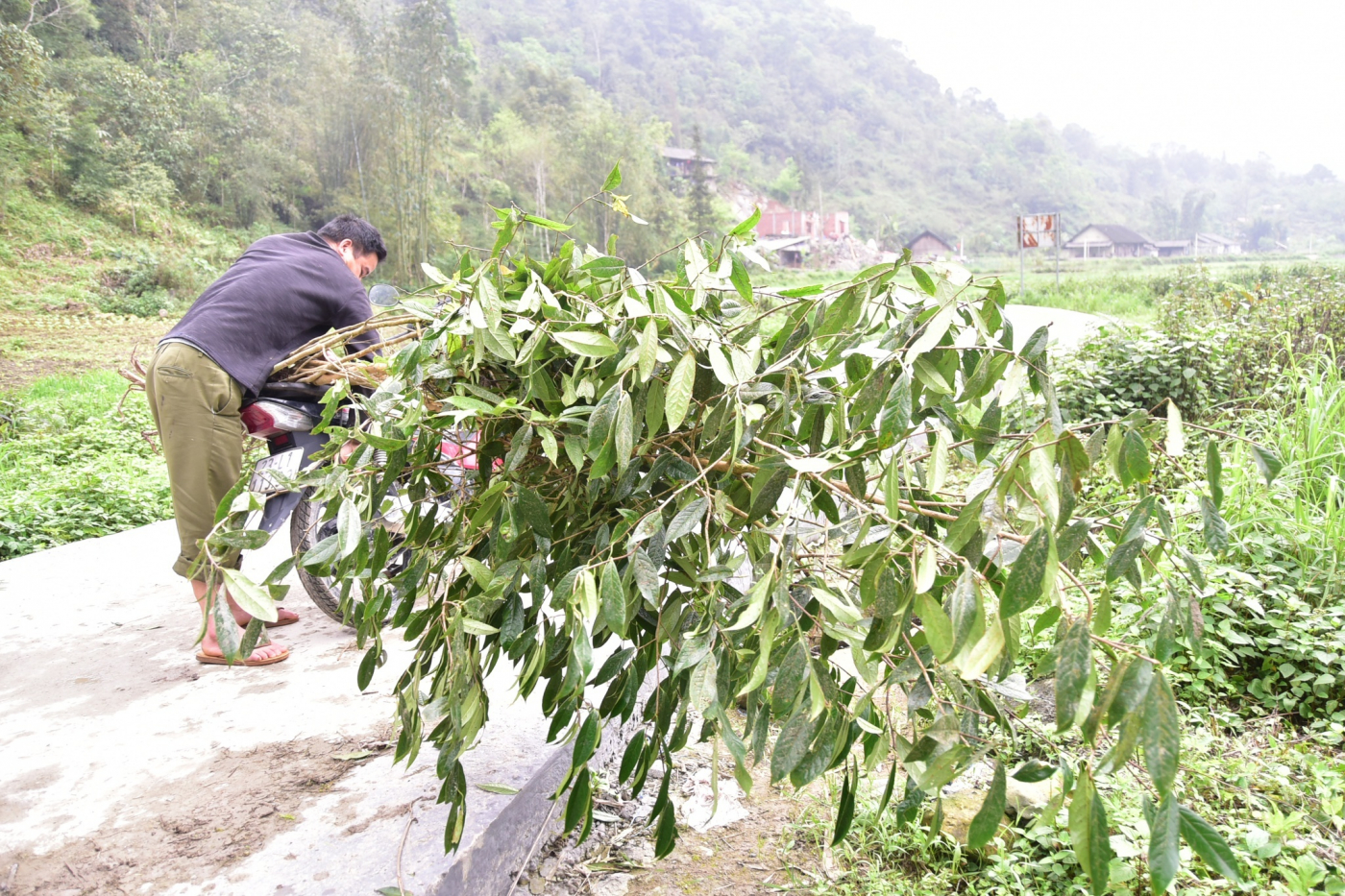 Muôn kế hại trà Việt - Lam Phong