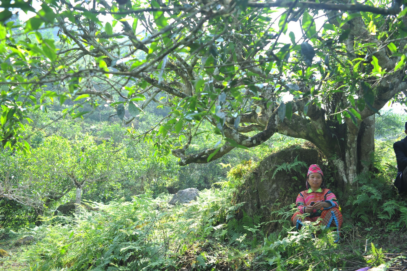 Muôn kế hại trà Việt - Lam Phong