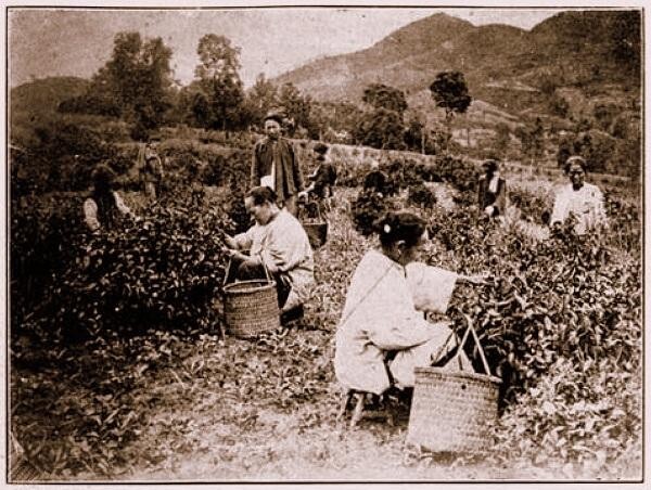 Chuyện của trà (Kỳ 1): Những huyền tích về xuất xứ của cây trà