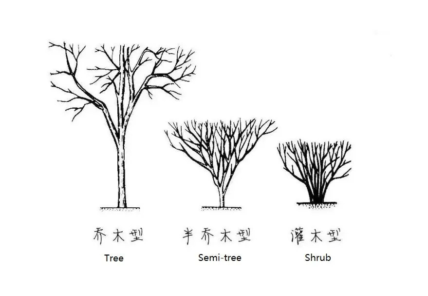 Đánh Giá Loại Trà Ngon Không Chỉ Là Trà Pha Được Nhiều Lượt Nước