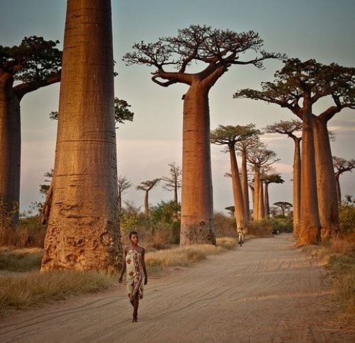 Cây baobab kỳ lạ