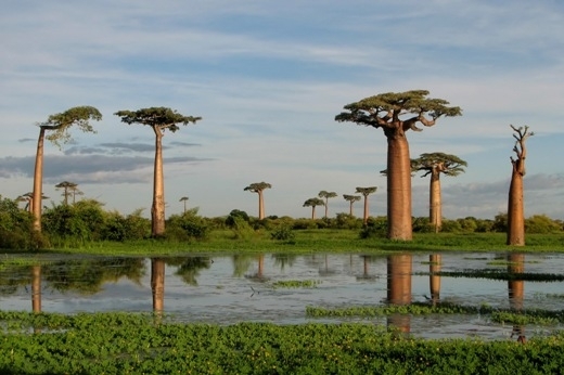 Cây baobab kỳ lạ