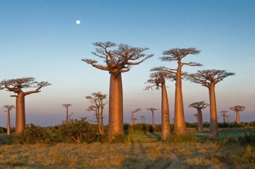 Cây baobab kỳ lạ