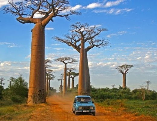 Cây baobab kỳ lạ