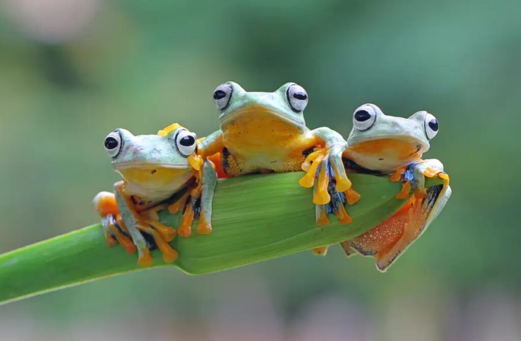  Người Do Thái có câu chuyện về 3 con ếch