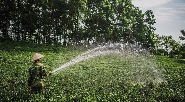 Đậm đà hương vị chè trung du Tân Cương Thái Nguyên