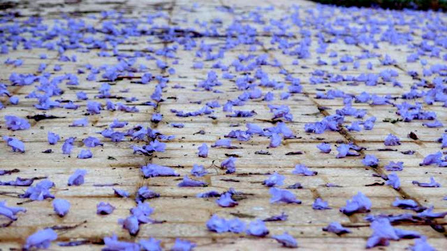 LUẬN VỀ “HIỂU” VÀ “BIẾT”