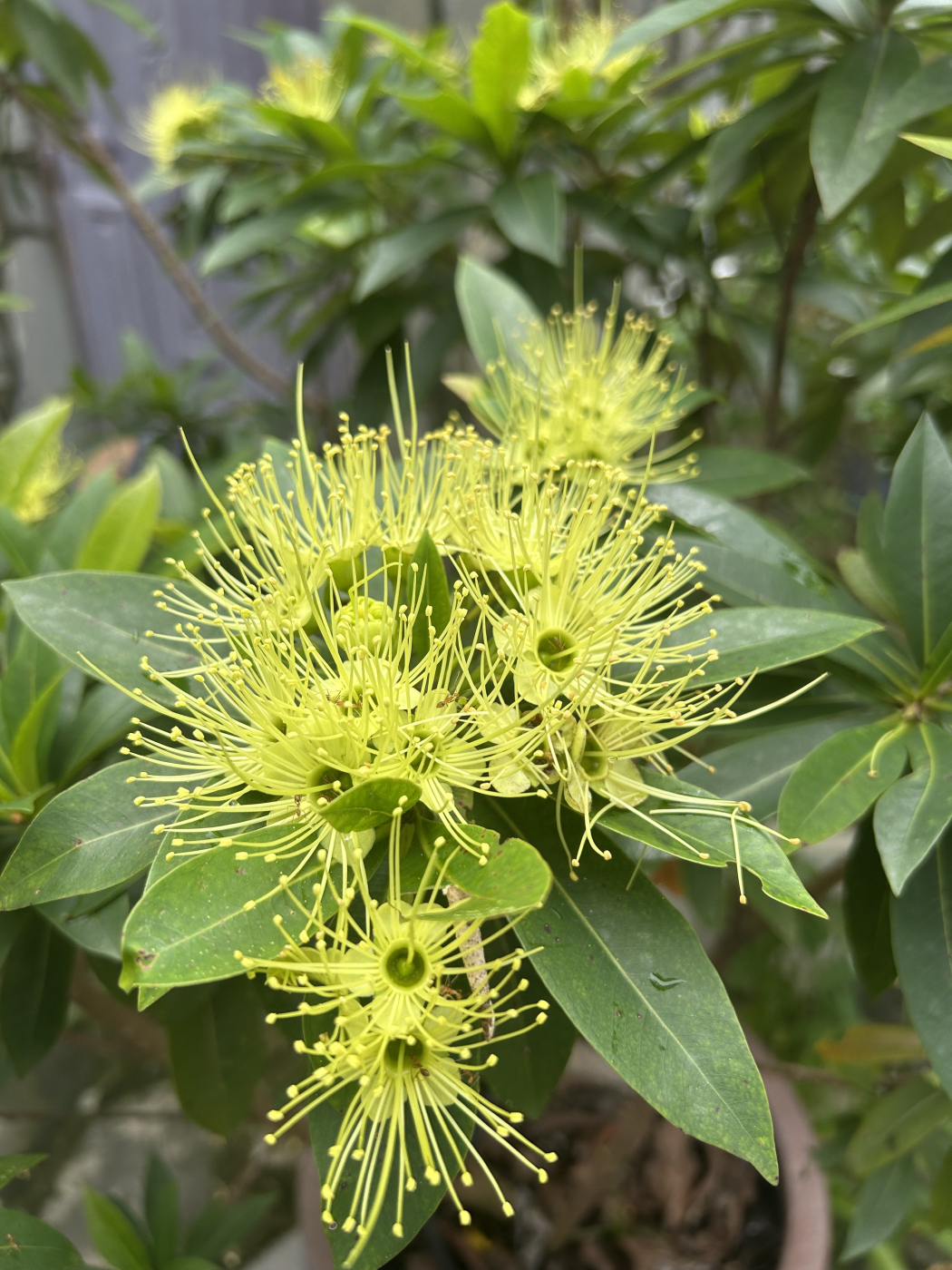 Quy tắc thì không biết run rẩy.