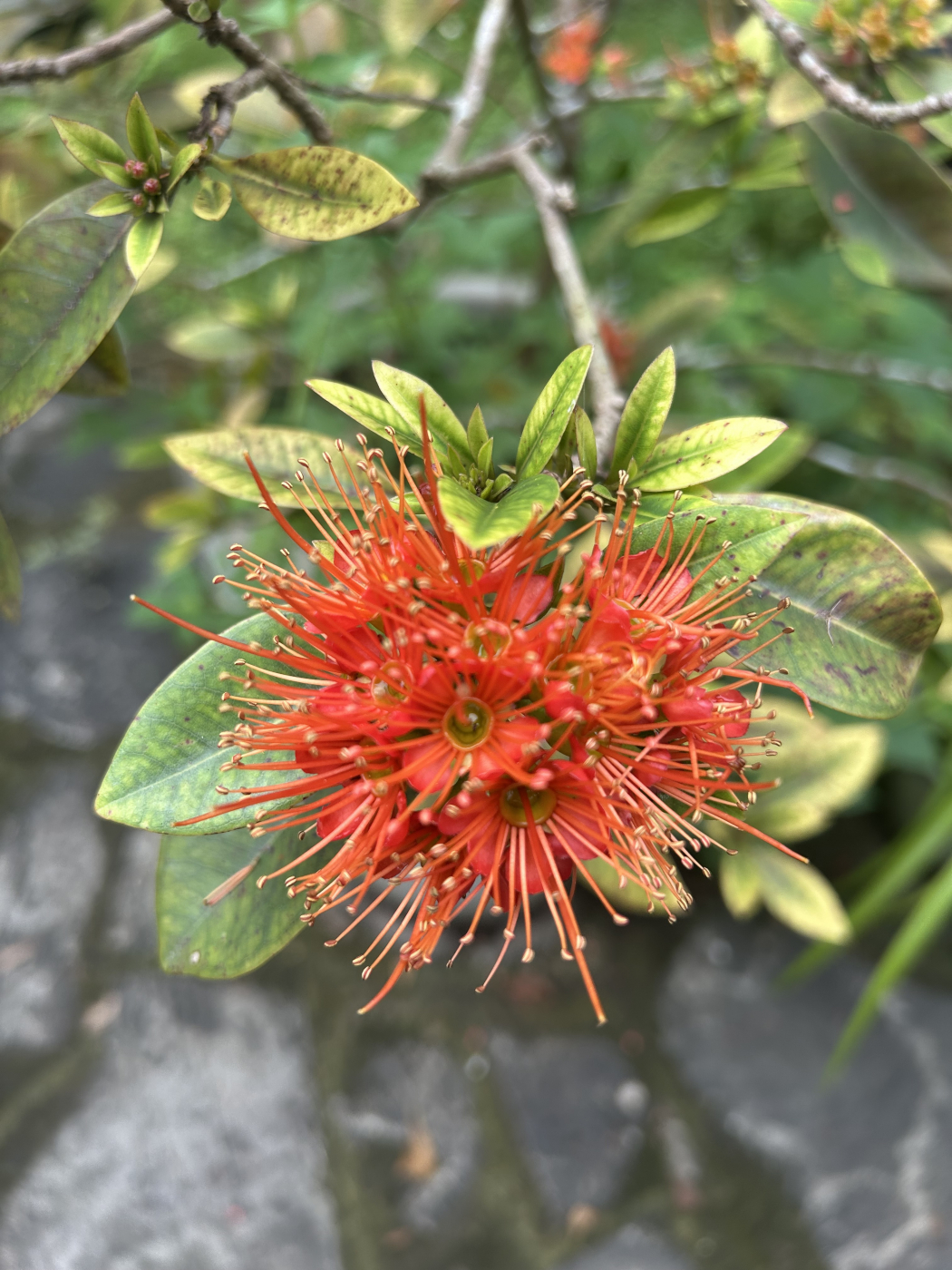 Quy tắc thì không biết run rẩy.