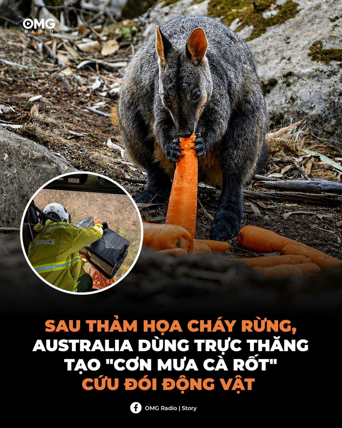 Cơn mưa cà rốt