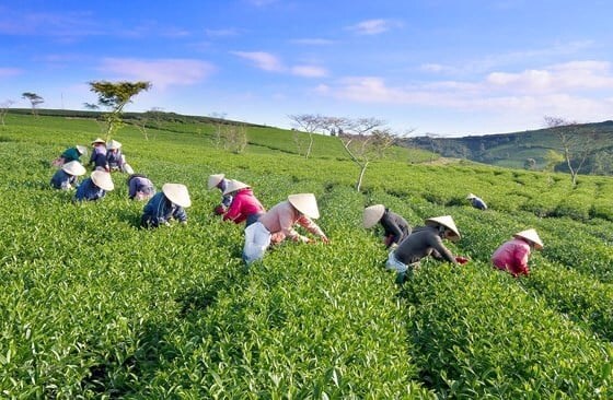 Khám phá vùng trà với lịch sử hơn 100 năm