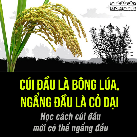 “Cây lúa, hạt càng nhiều, càng mẩy, thì cúi càng thấp”