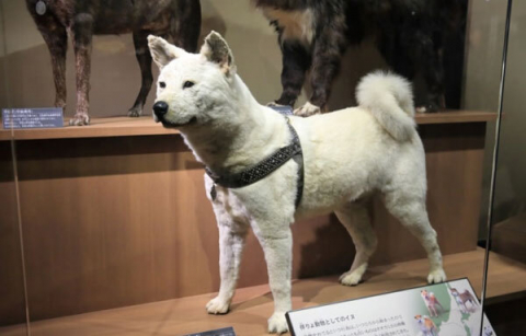 Câu Truyện về chú chó trung thành Hachiko