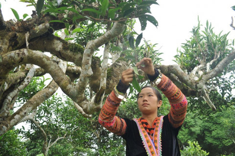 BÁO CHÍ VIẾT VỀ TRÀ SHAN TUYẾT