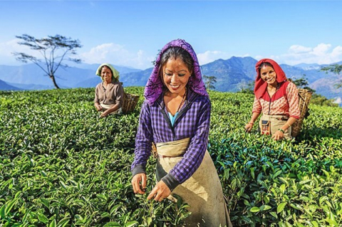 Bí ẩn loại trà núi Himalaya ‘đắt nhất thế giới’ chỉ hái vào đêm trăng tròn