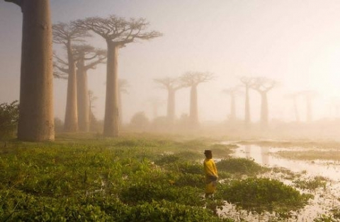 Cây baobab kỳ lạ