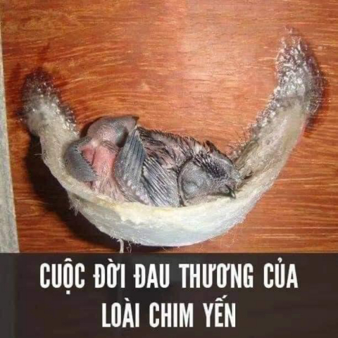 CUỘC ĐỜI ĐAU THƯƠNG CỦA LOÀI CHIM YẾN