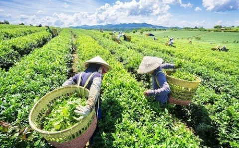 Đồi chè  Thái Nguyên