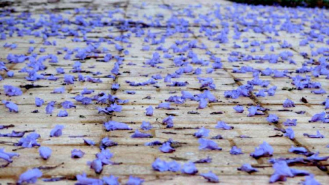 LUẬN VỀ “HIỂU” VÀ “BIẾT”