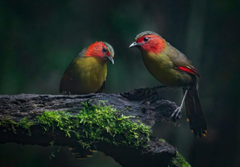 “Kết giao nhìn chí hướng, không nhìn lời nói”?