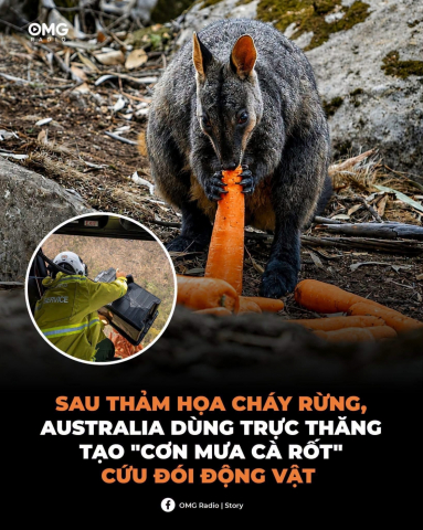 Cơn mưa cà rốt