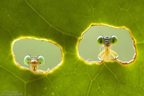TỤC NGỮ CÓ CÂU: 