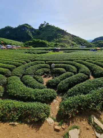 MẠN ĐÀM VỀ CHÈ VÀ TRÀ