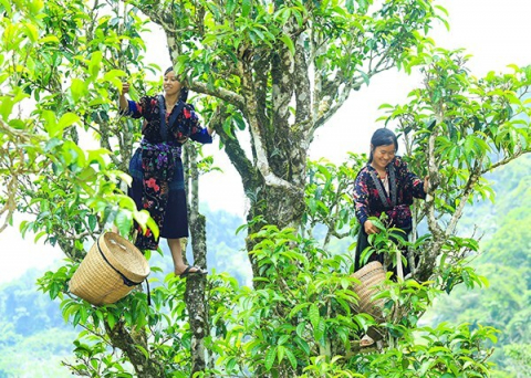 Quần thể chè Shan tuyết cổ thụ Điện Biên được công nhận Cây di sản Việt Nam