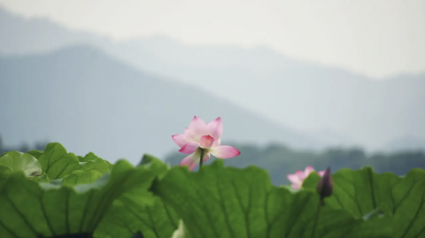 Không chịu khổ thì trí tuệ không mở: con đường trưởng thành của con người