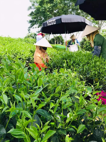 TRÀ ĐINH TÂN CƯƠNG-LOẠI NGON