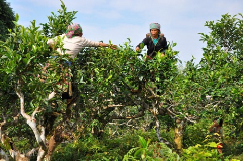 Trà Shan tuyết cổ thụ - Thương hiệu 