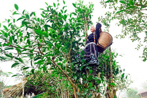 Tuyên Quang: Chè Shan Tuyết trên núi cao