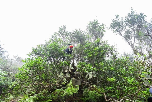 “Vàng xanh” Tây Bắc