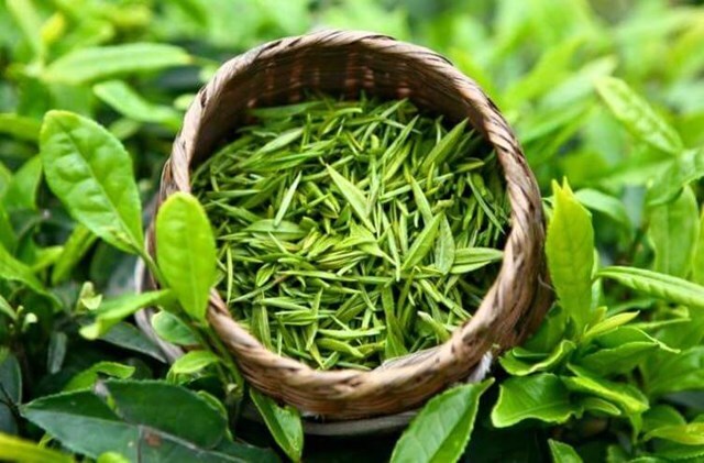 Trà đinh – Loại trà đặc biệt của Việt Nam