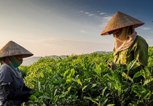 Điều làm nên phong vị đặc biệt trà Thái Nguyên