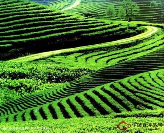 Vân Nam – Vùng đất khởi nguồn của danh trà Phổ Nhĩ