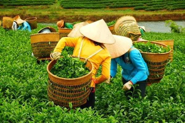 Vùng Trà Việt Nam